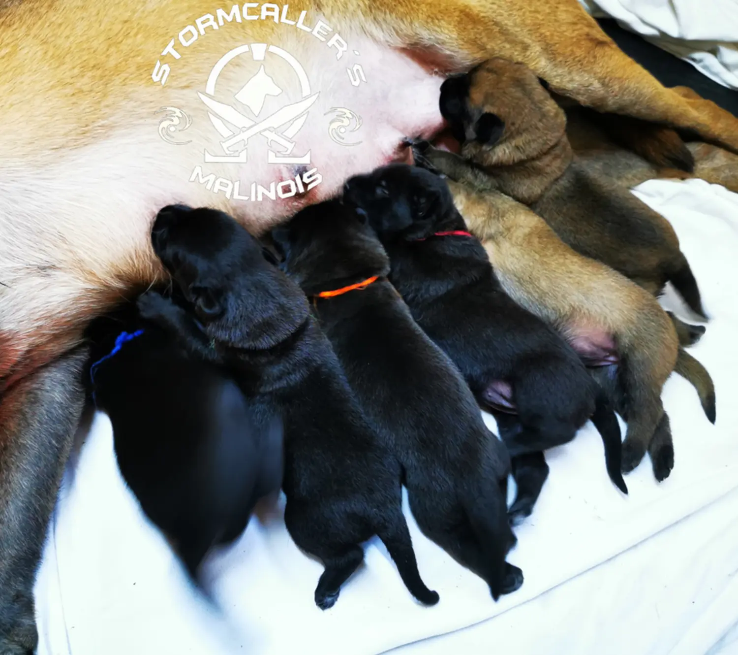 Welpe Stormcaller´s Workingdogs