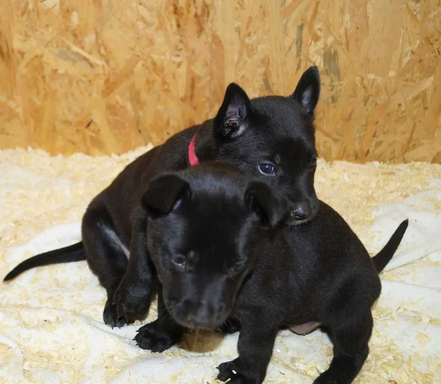 Welpe Stormcaller´s Workingdogs