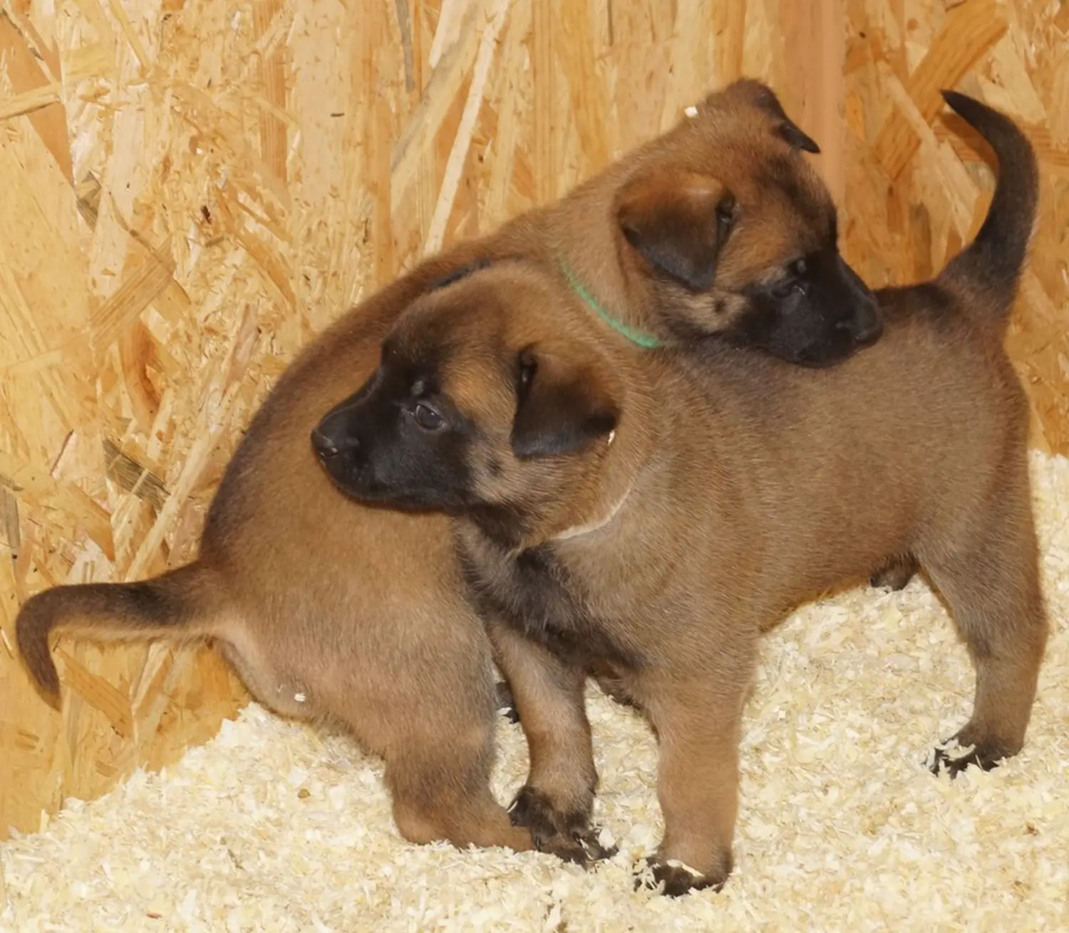 Welpe Stormcaller´s Workingdogs