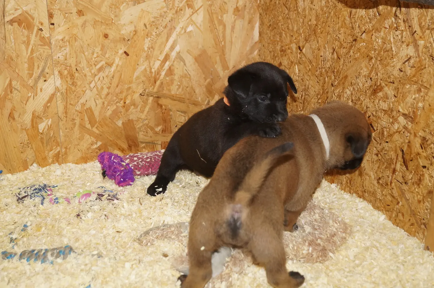 Welpe Stormcaller´s Workingdogs
