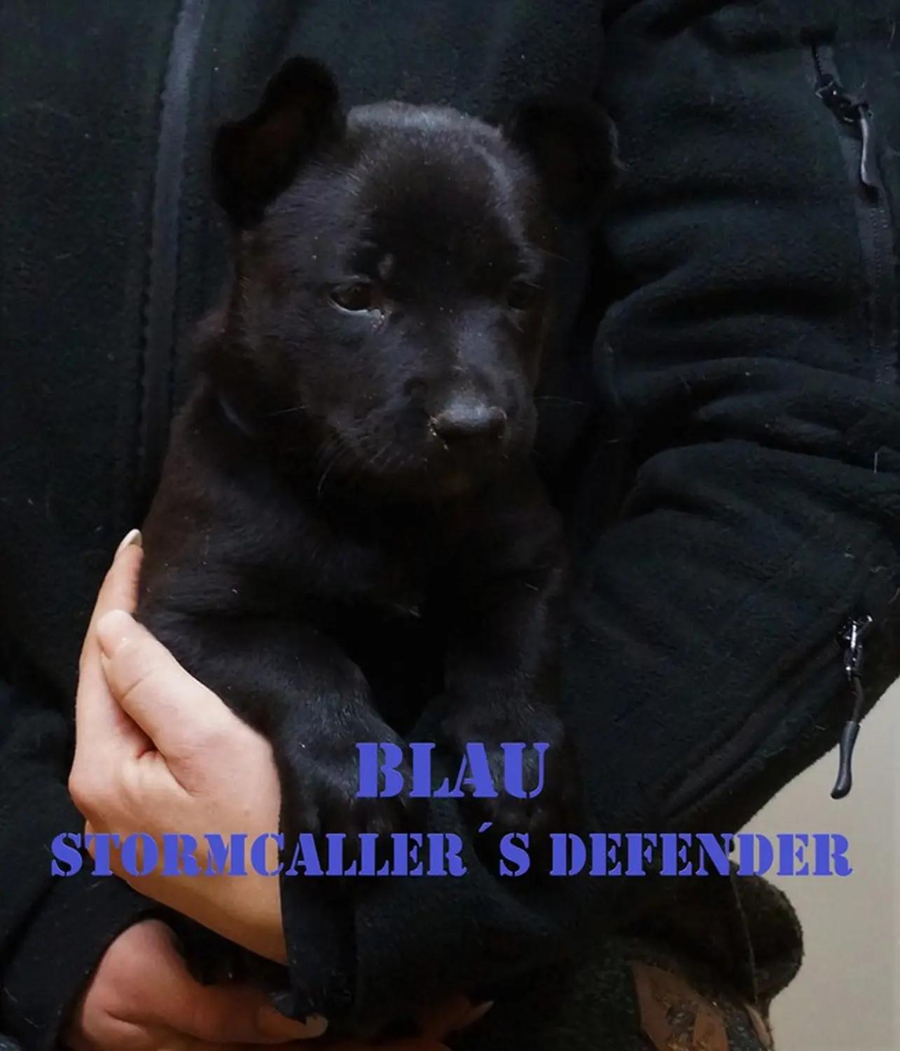 Welpe Stormcaller´s Workingdogs