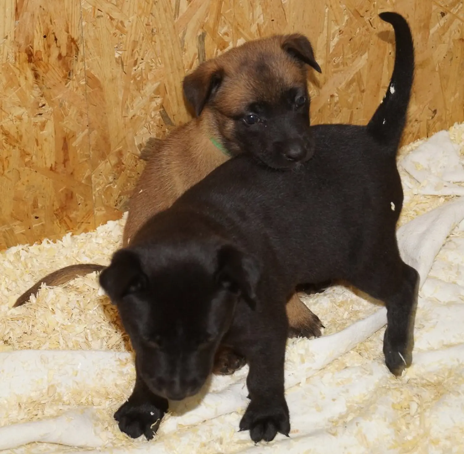 Welpe Stormcaller´s Workingdogs