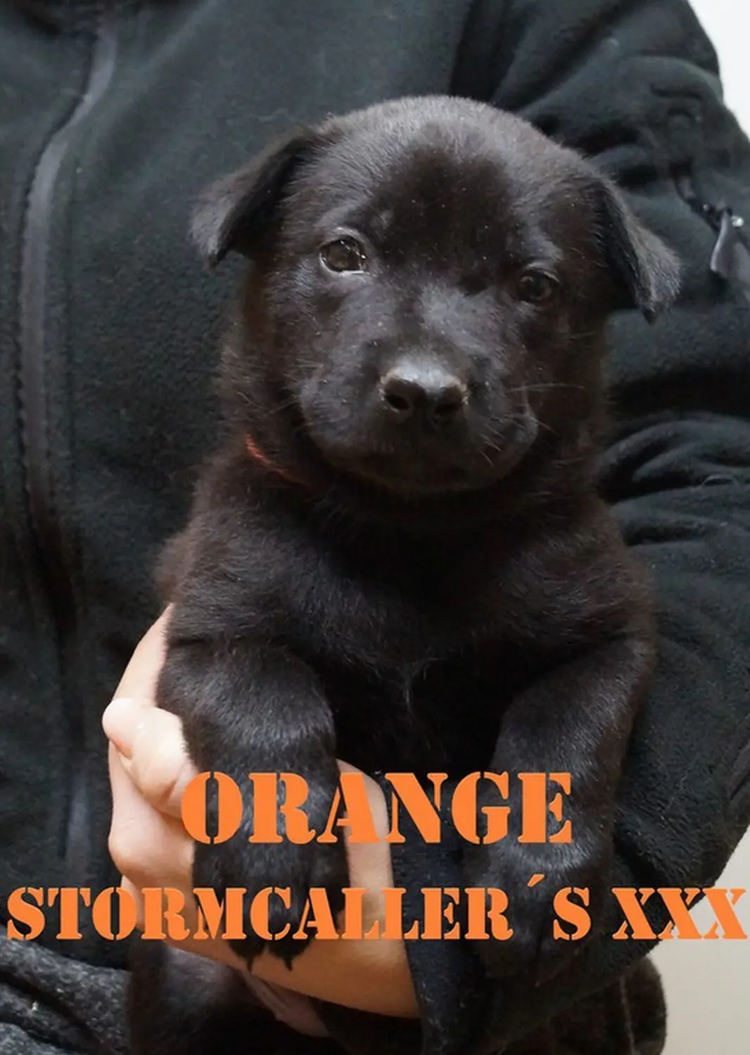 Welpe Stormcaller´s Workingdogs