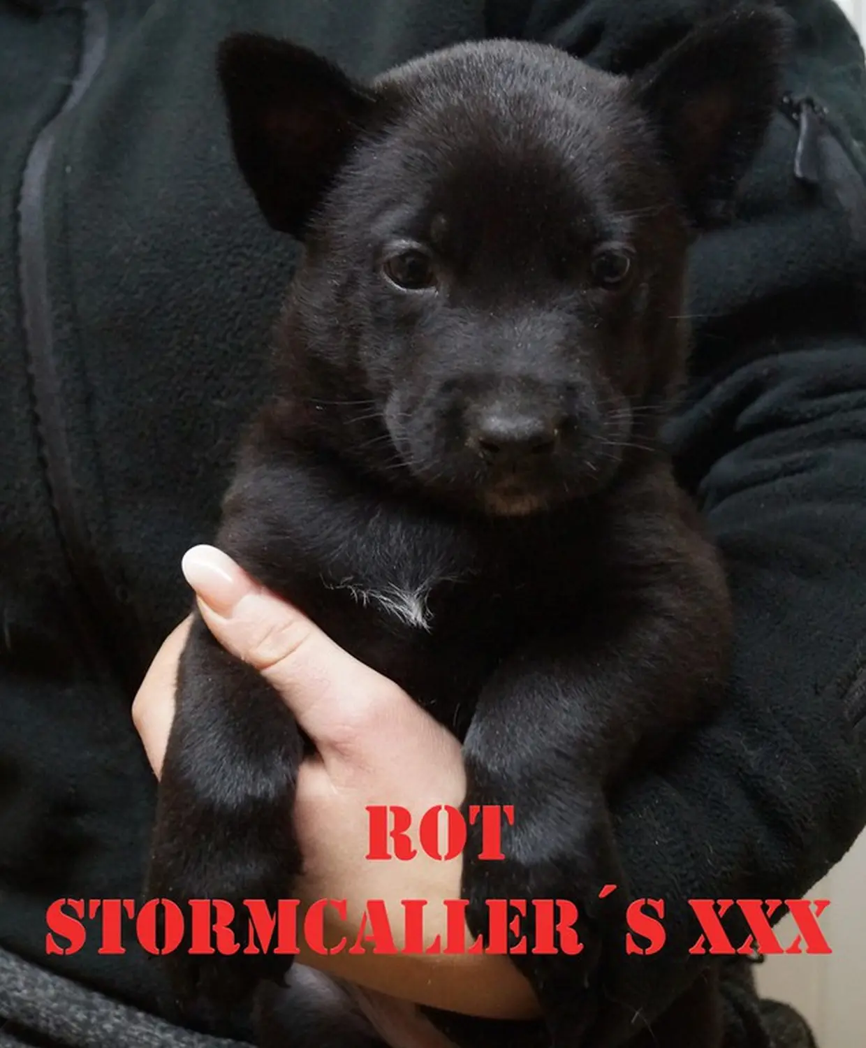 Welpe Stormcaller´s Workingdogs