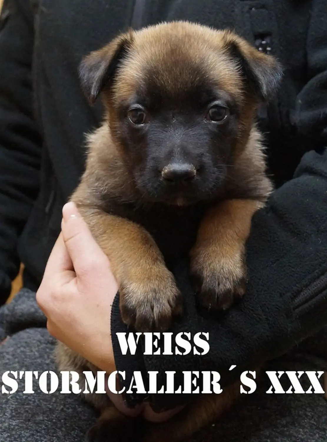 Welpe Stormcaller´s Workingdogs
