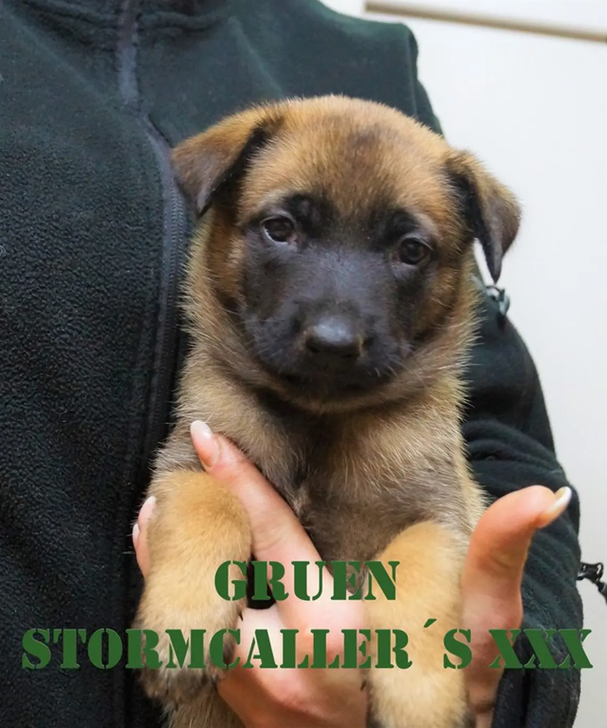 Welpe Stormcaller´s Workingdogs
