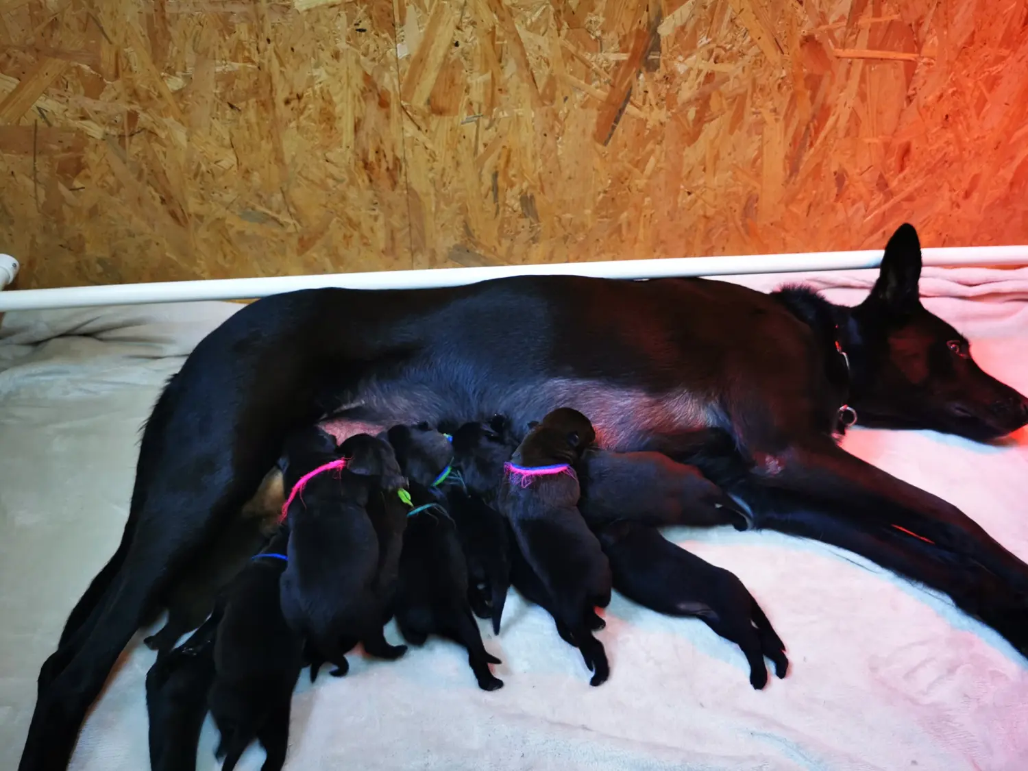 Welpe Stormcaller´s Workingdogs