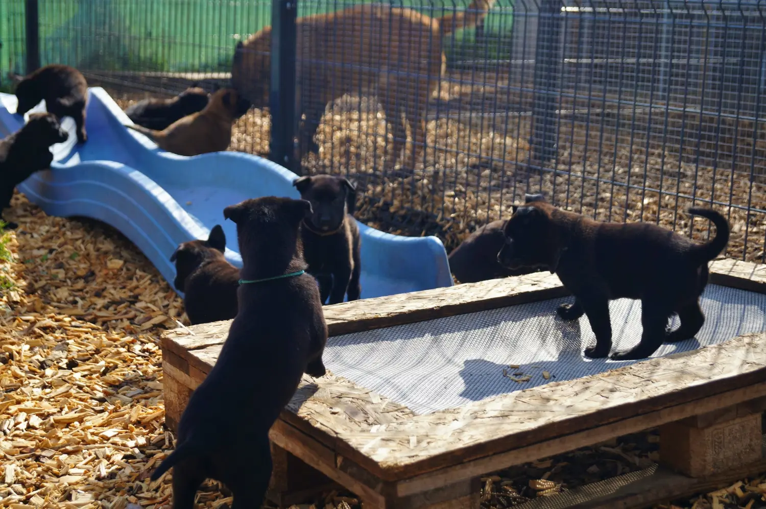 Welpe Stormcaller´s Workingdogs