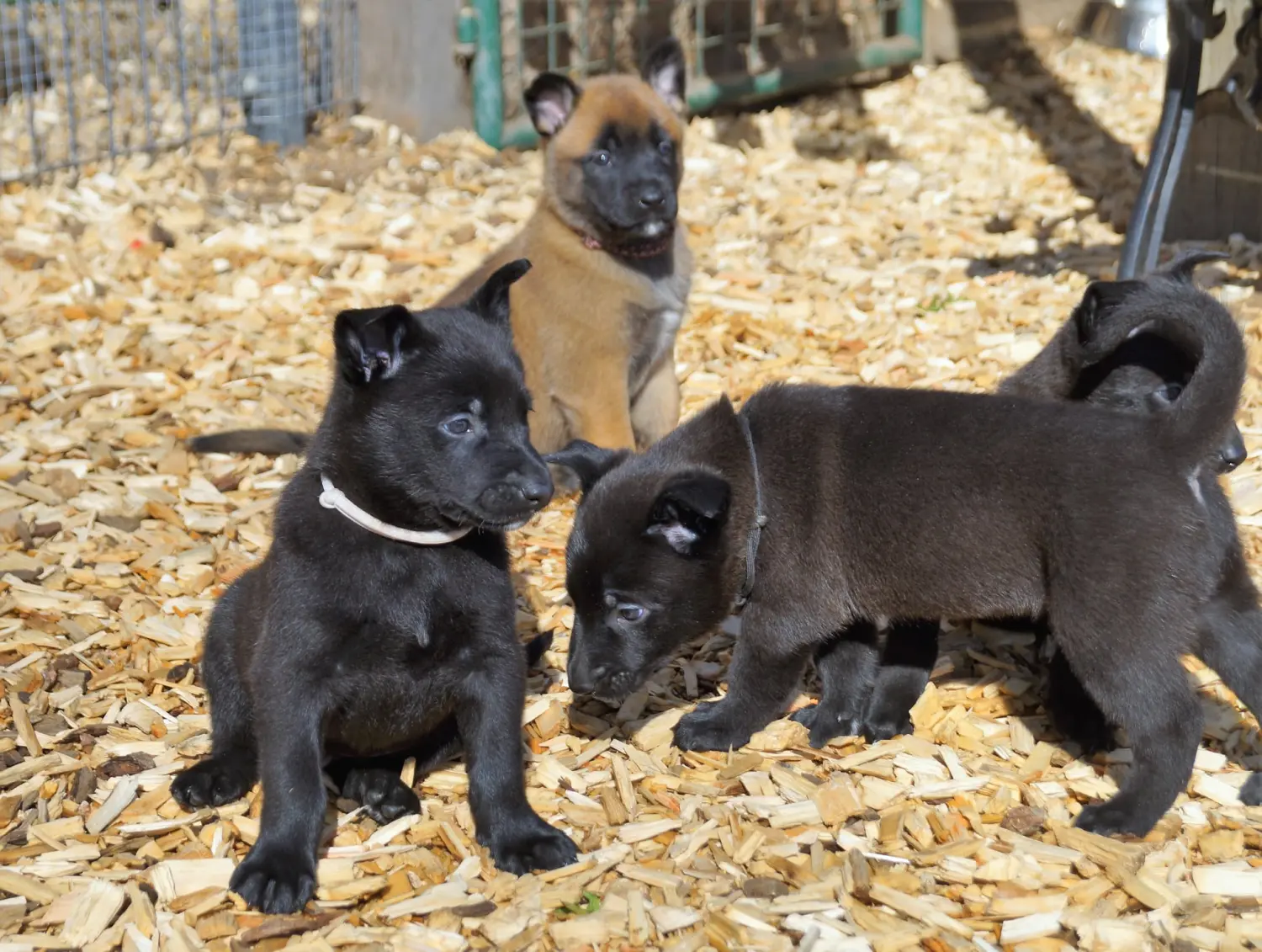 Welpe Stormcaller´s Workingdogs