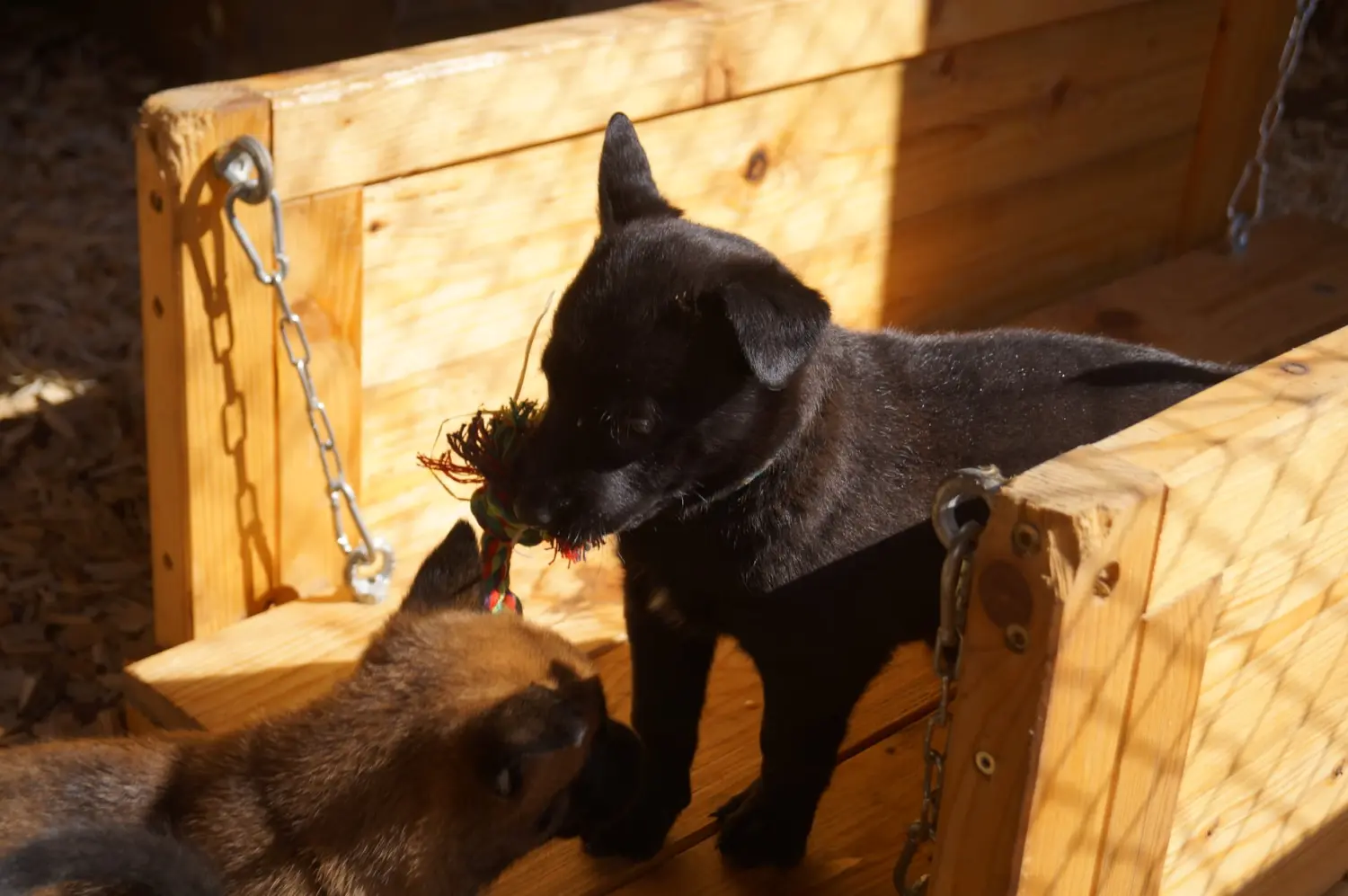 Welpe Stormcaller´s Workingdogs