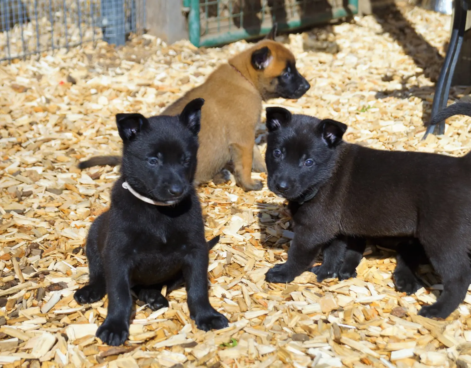 Welpe Stormcaller´s Workingdogs