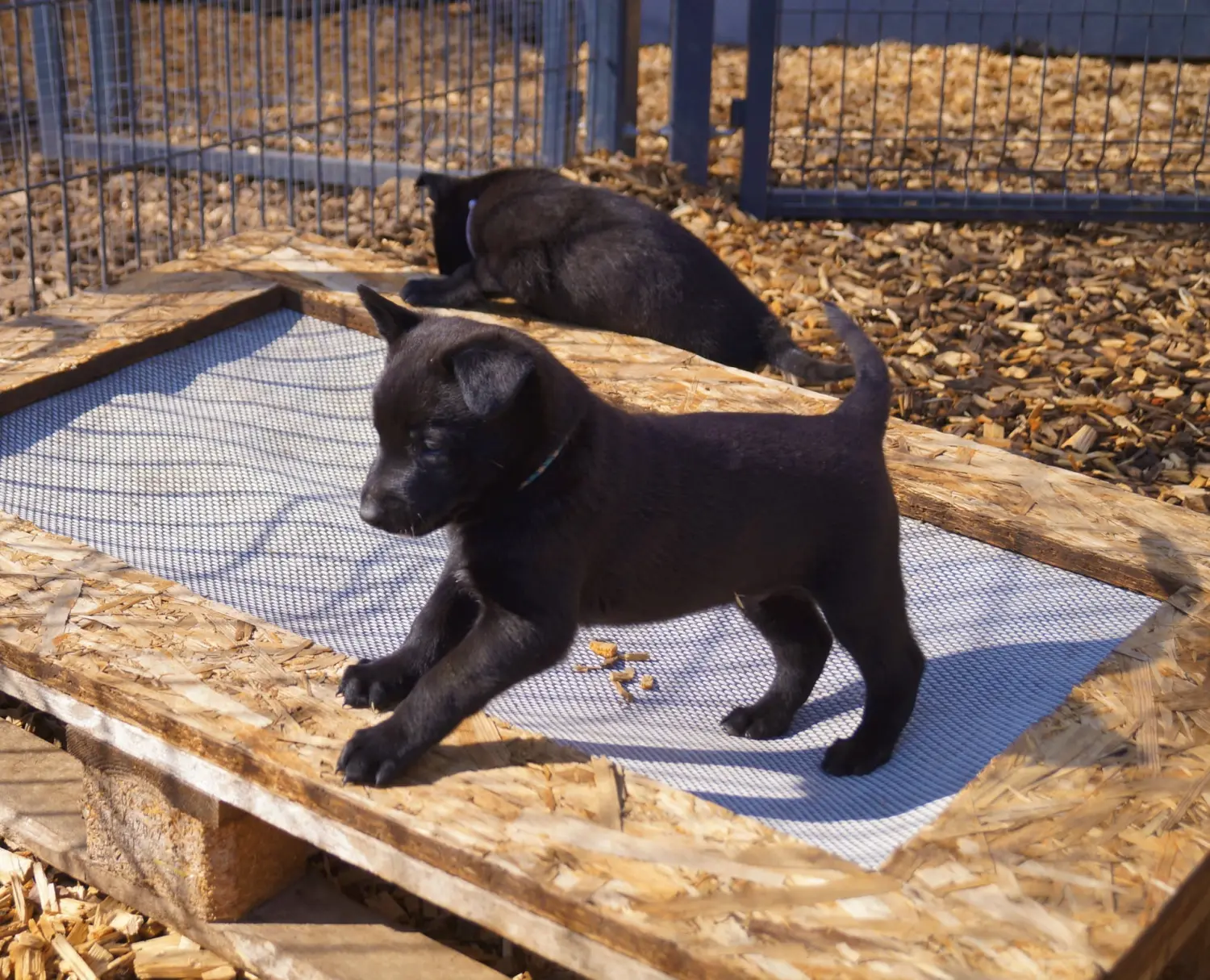 Welpe Stormcaller´s Workingdogs