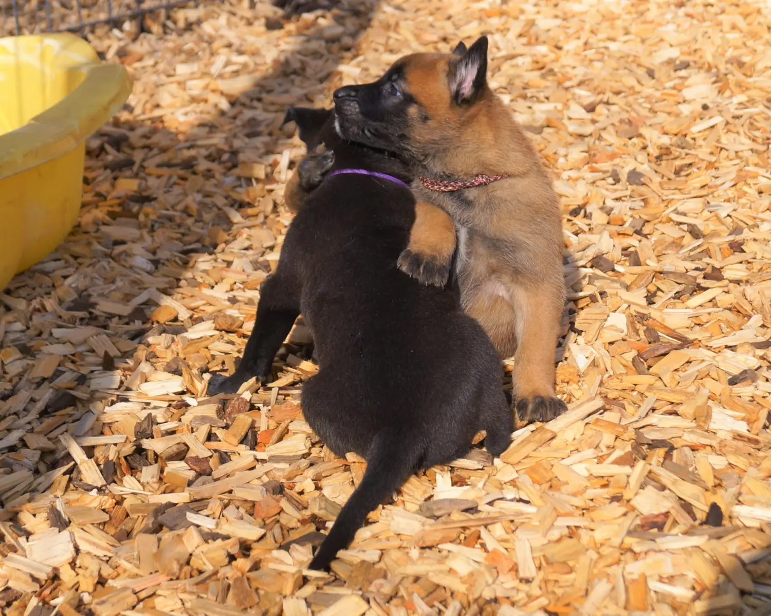Welpe Stormcaller´s Workingdogs