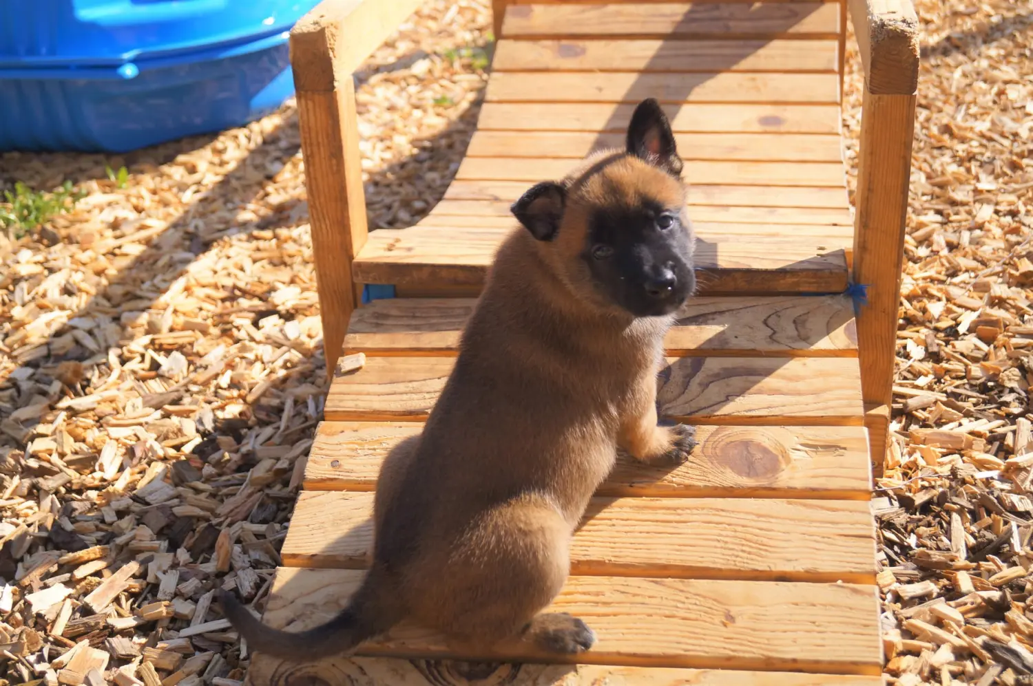 Welpe Stormcaller´s Workingdogs