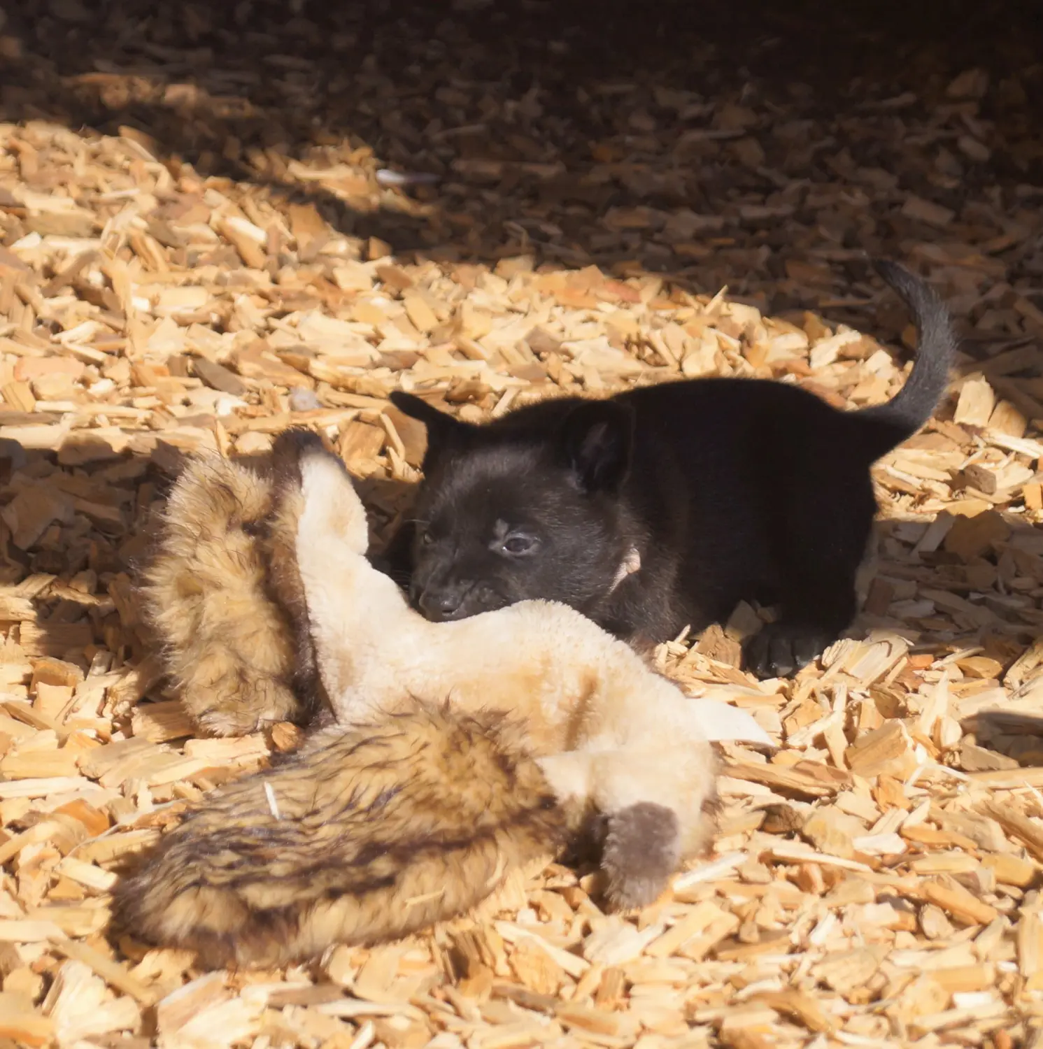 Welpe Stormcaller´s Workingdogs