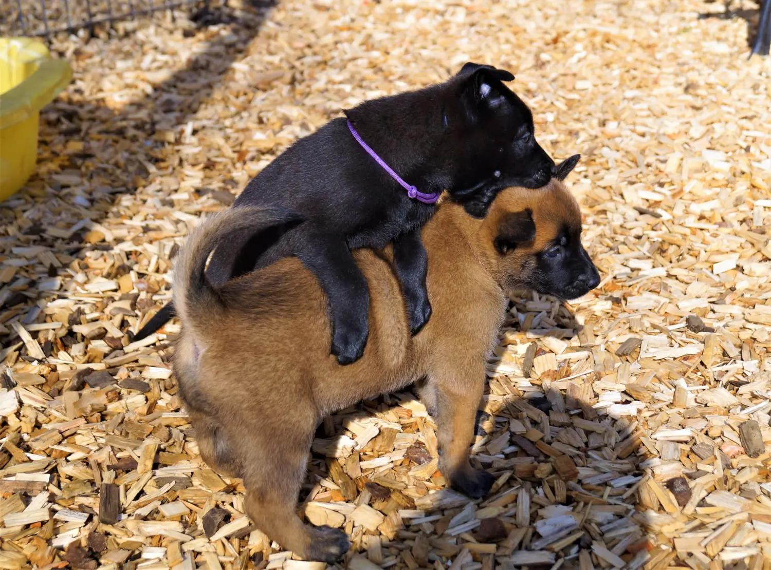 Welpe Stormcaller´s Workingdogs