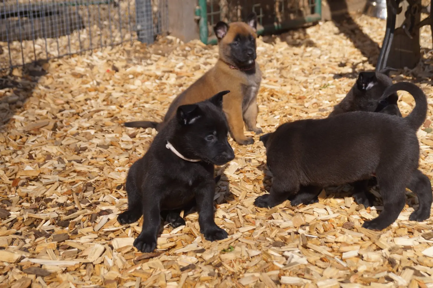 Welpe Stormcaller´s Workingdogs