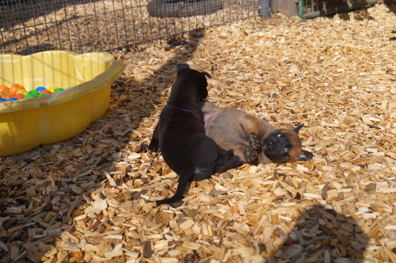 Welpe Stormcaller´s Workingdogs