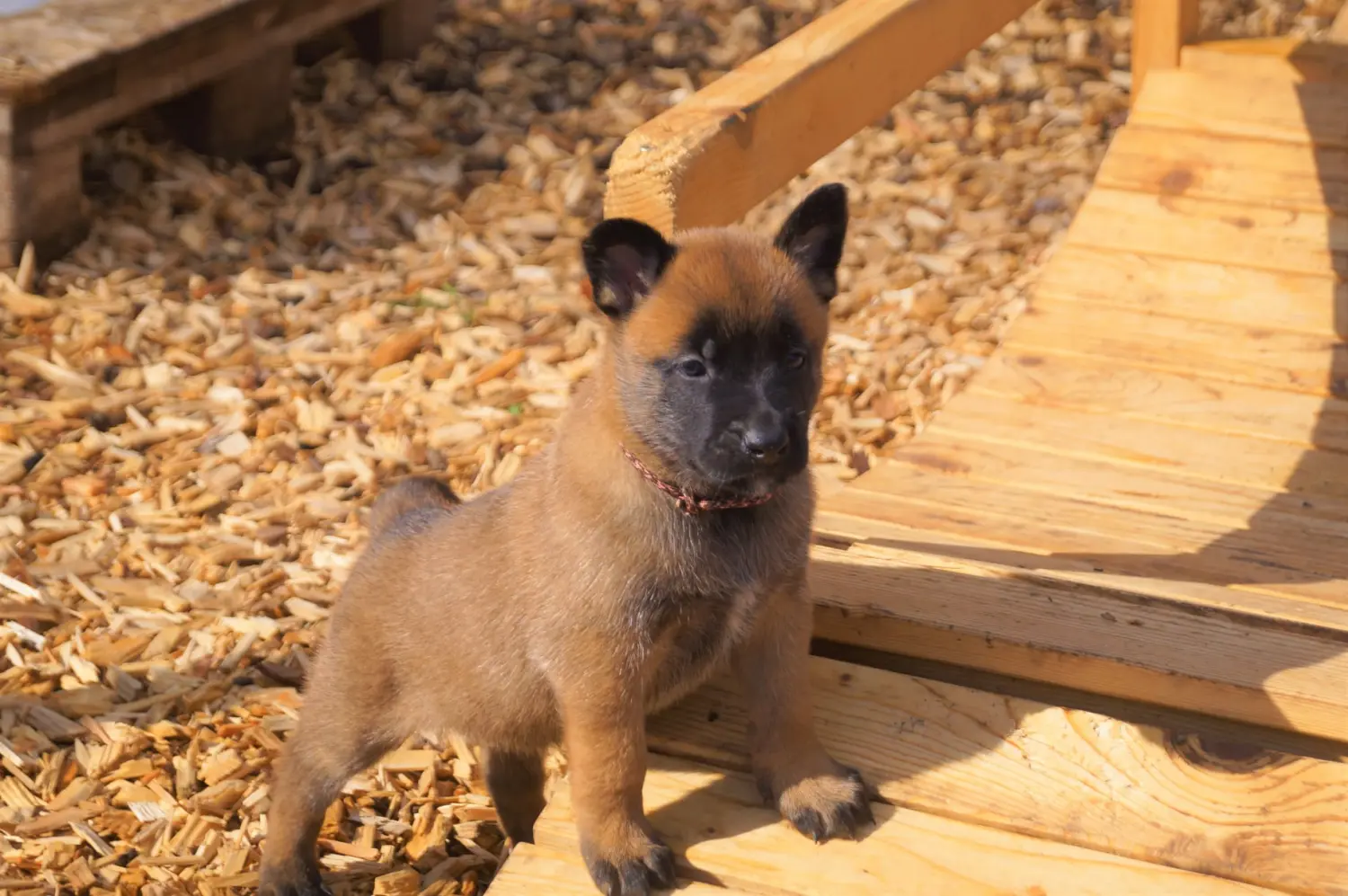 Welpe Stormcaller´s Workingdogs