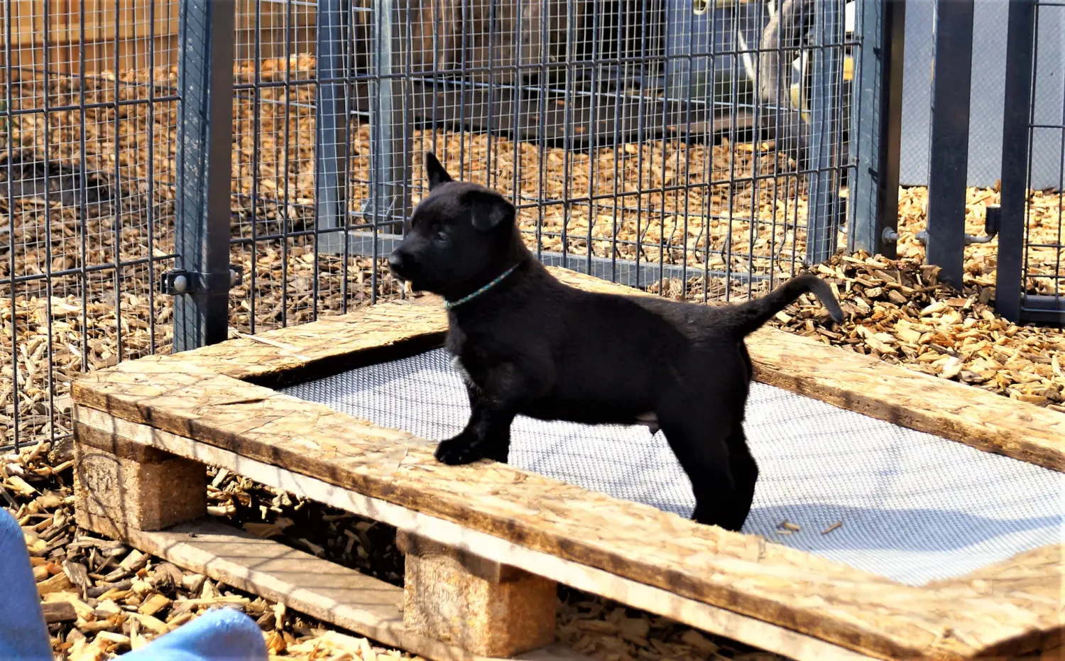 Welpe Stormcaller´s Workingdogs