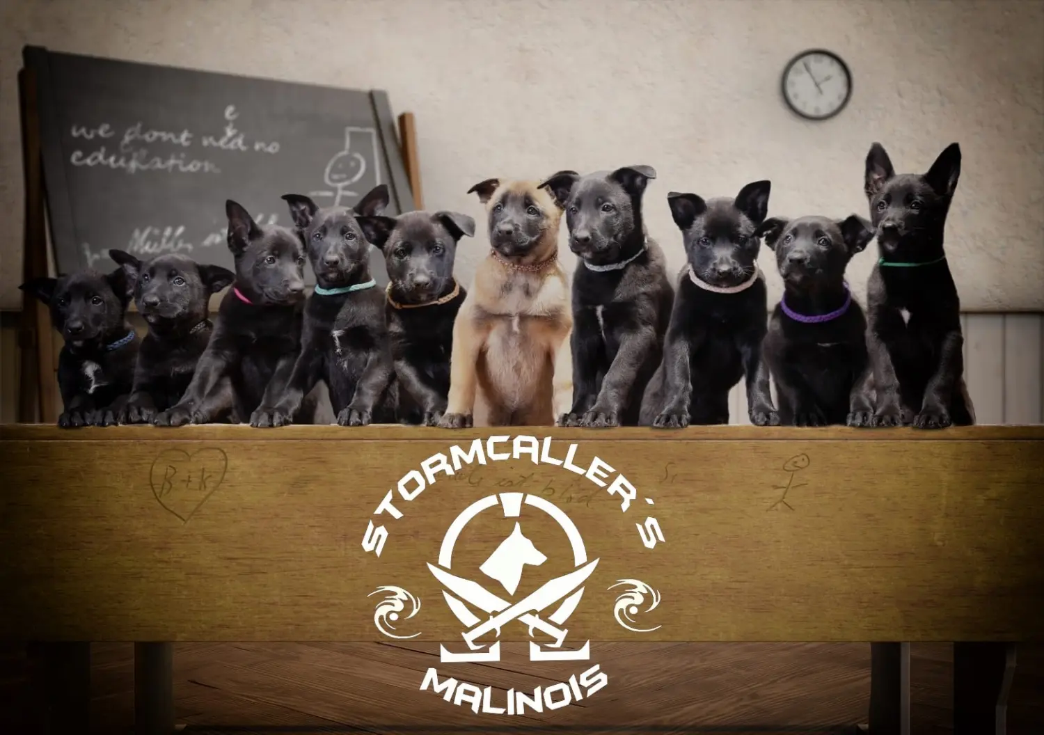 Welpe Stormcaller´s Workingdogs