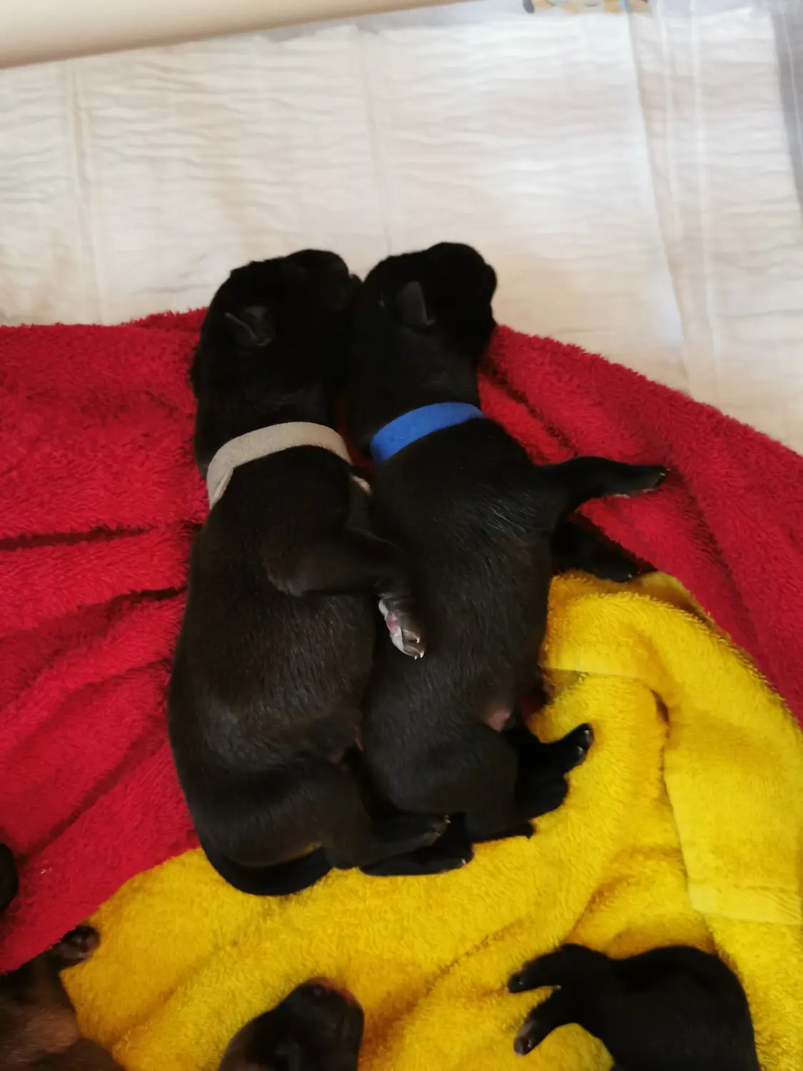 Welpe Stormcaller´s Workingdogs