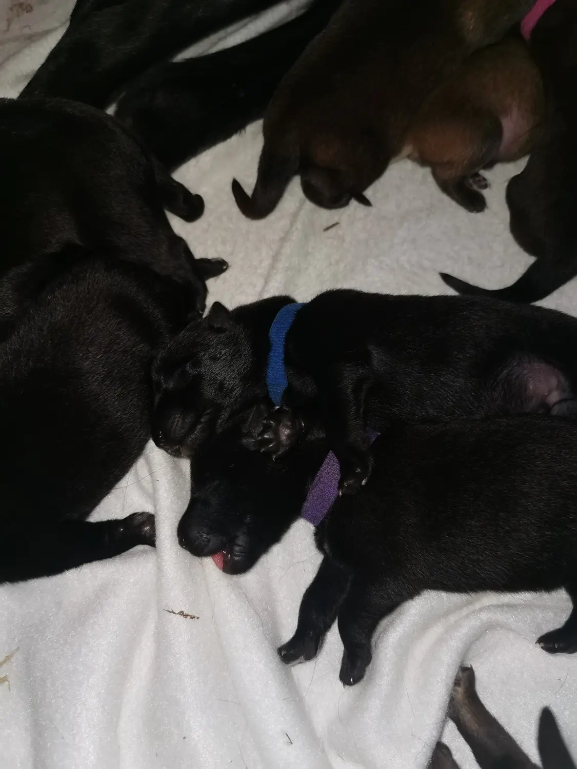 Welpe Stormcaller´s Workingdogs