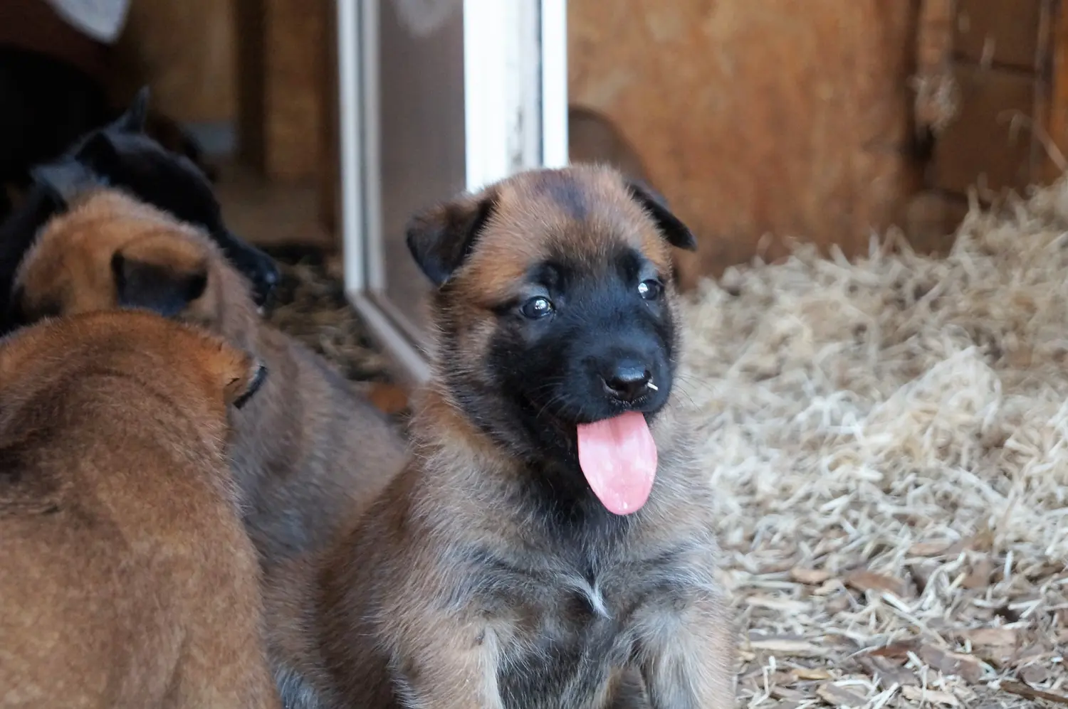 Welpe Stormcaller´s Workingdogs