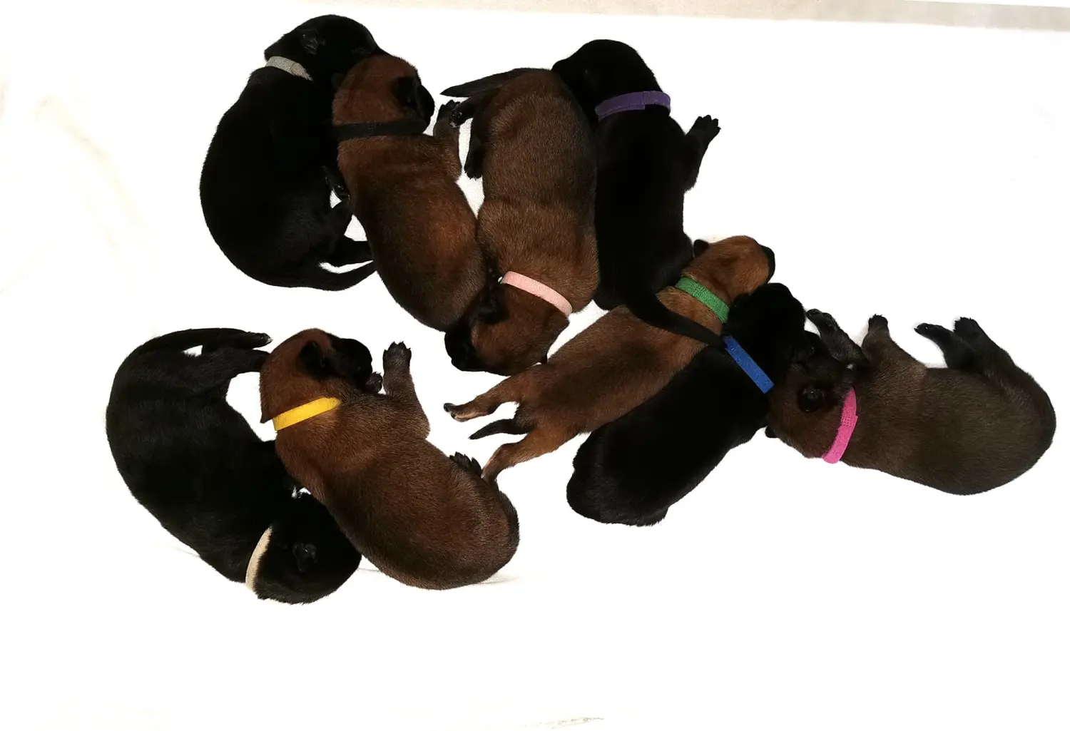 Welpe Stormcaller´s Workingdogs