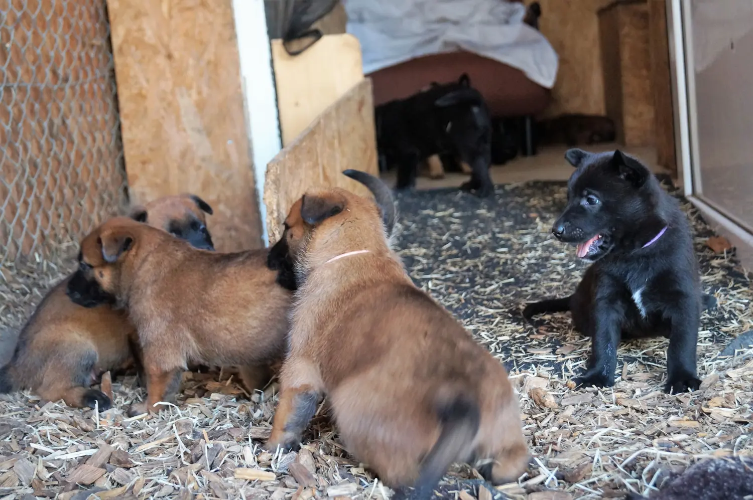 Welpe Stormcaller´s Workingdogs