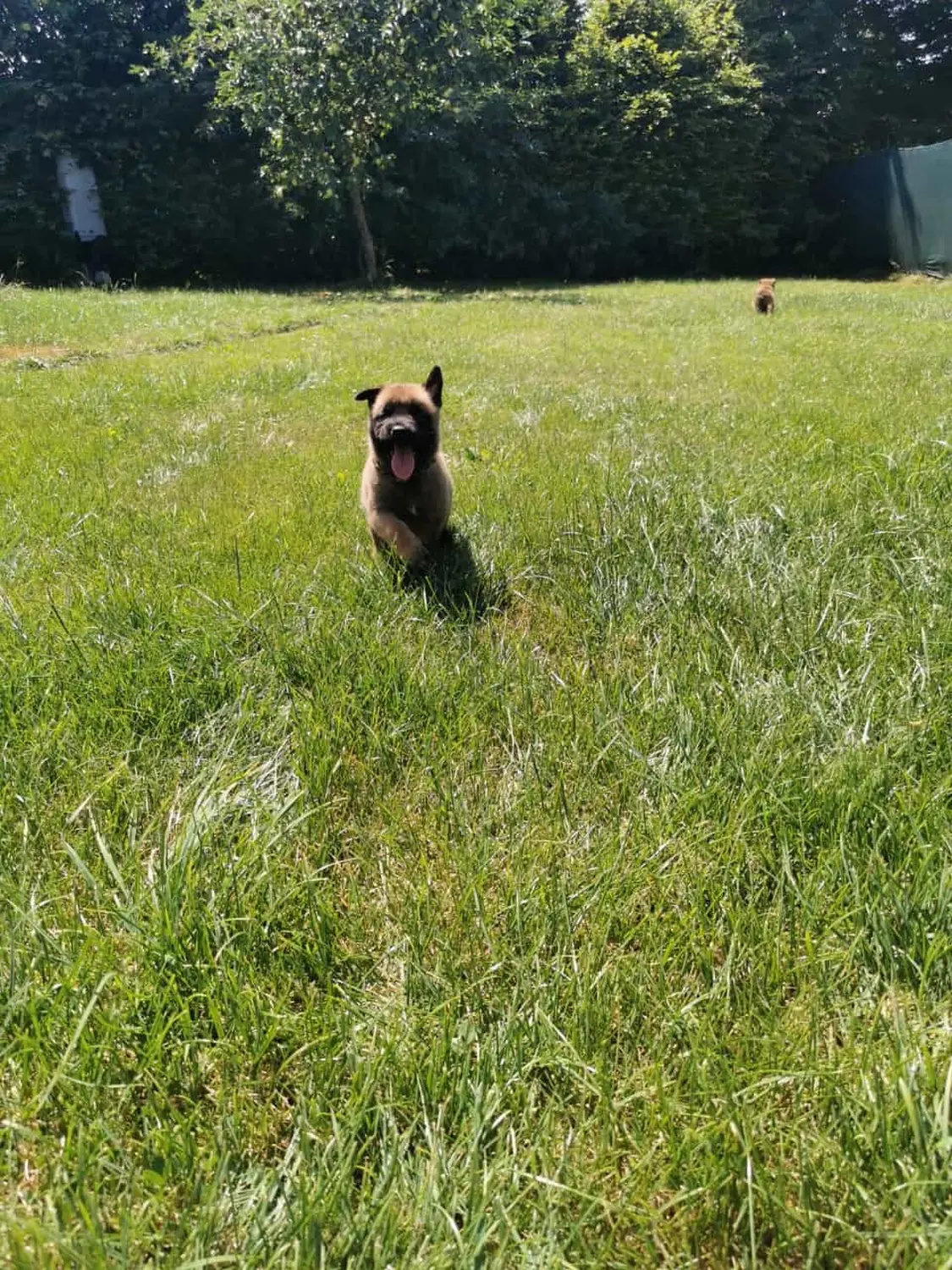 Welpe Stormcaller´s Workingdogs