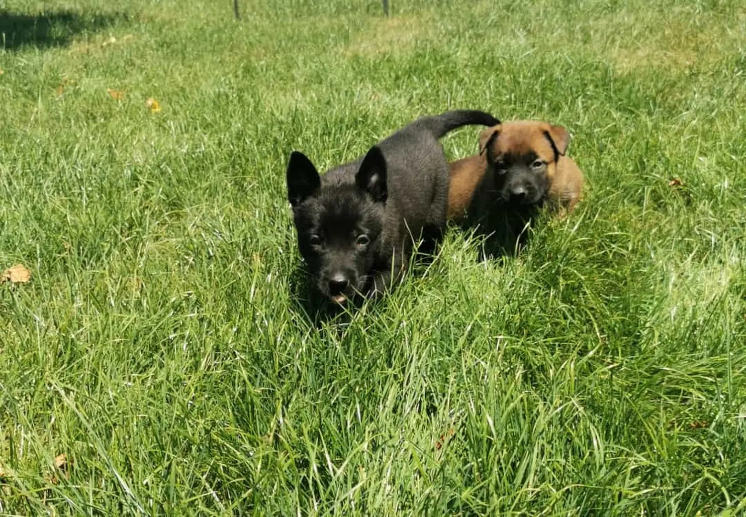 Welpe Stormcaller´s Workingdogs