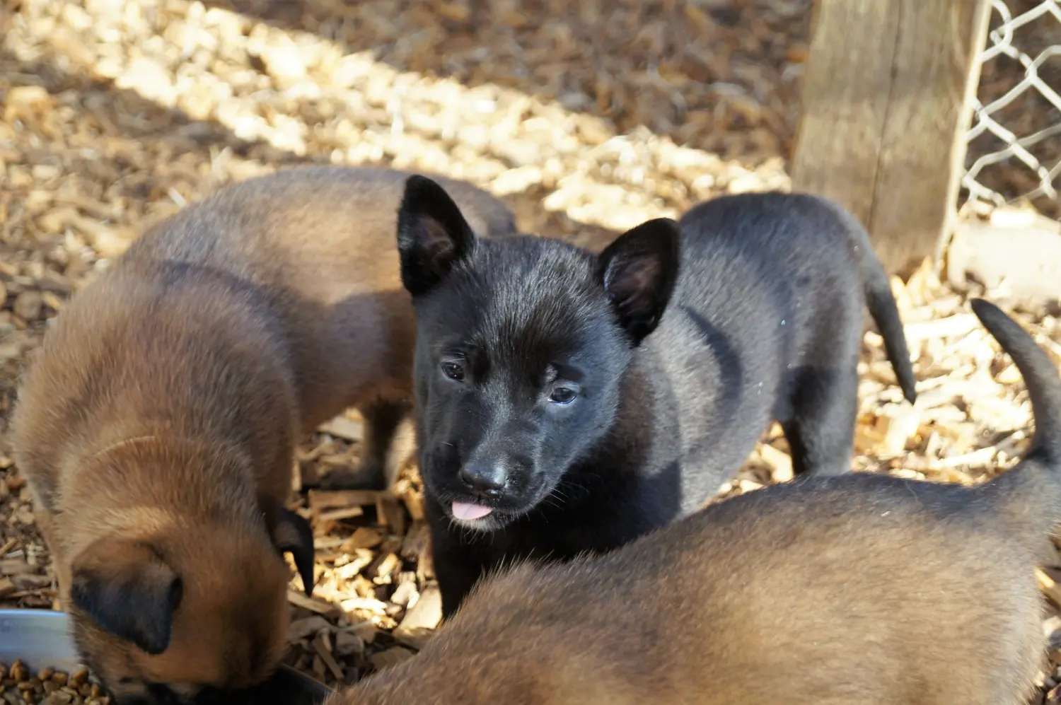 Welpe Stormcaller´s Workingdogs