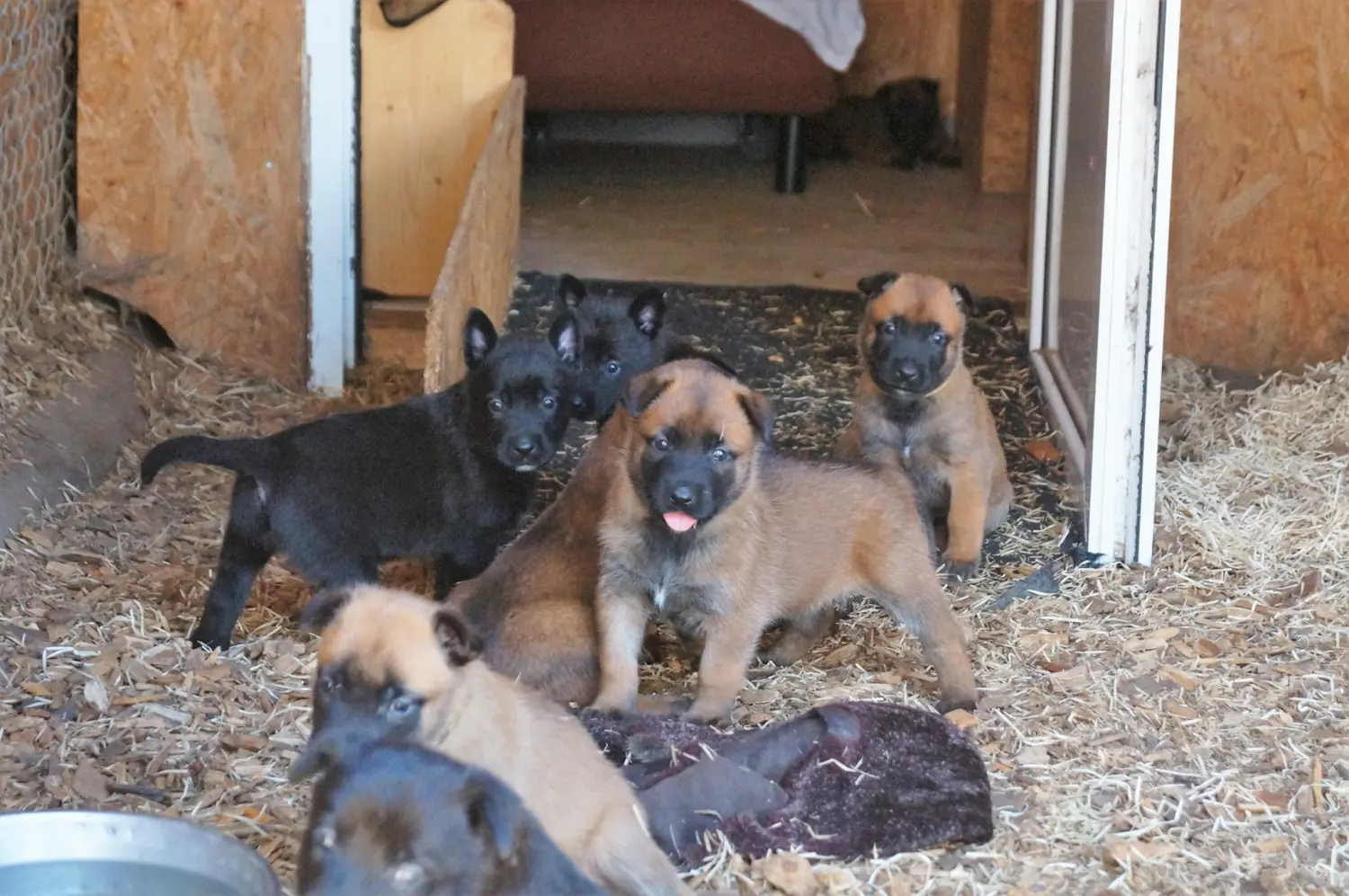 Welpe Stormcaller´s Workingdogs