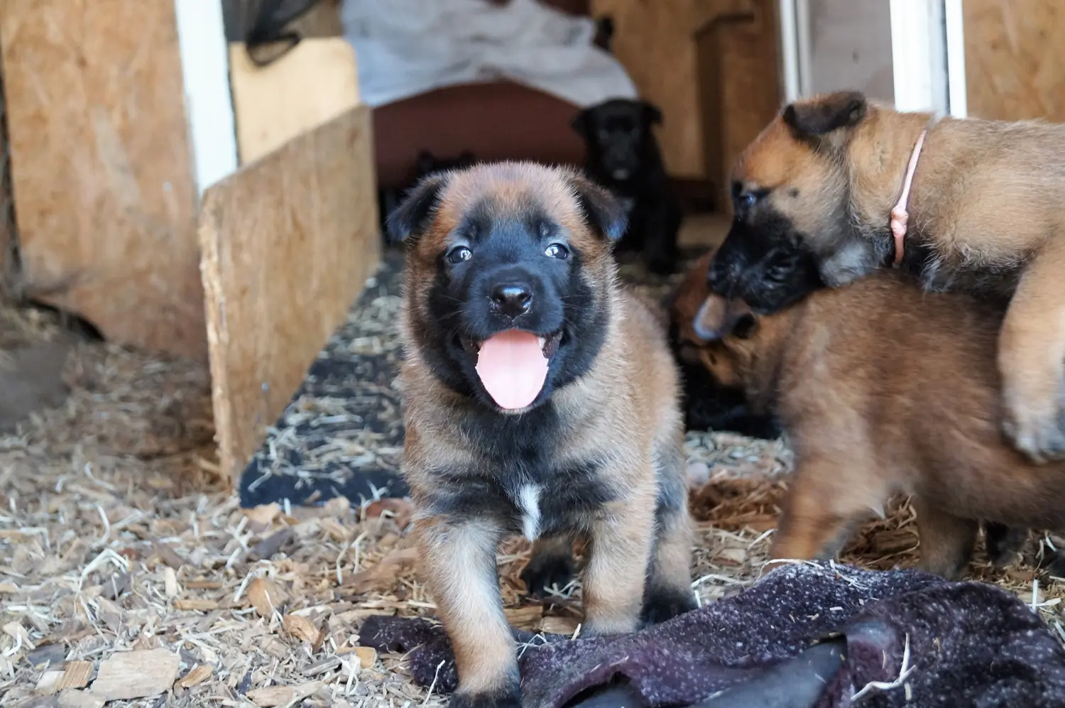 Welpe Stormcaller´s Workingdogs